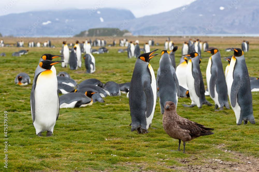 Fototapeta premium Southern Ocean, South Georgia, Salisbury Plain, king penguin, brown skua, Catharacta antarctica. View of Salisbury Plain with penguins and skua.