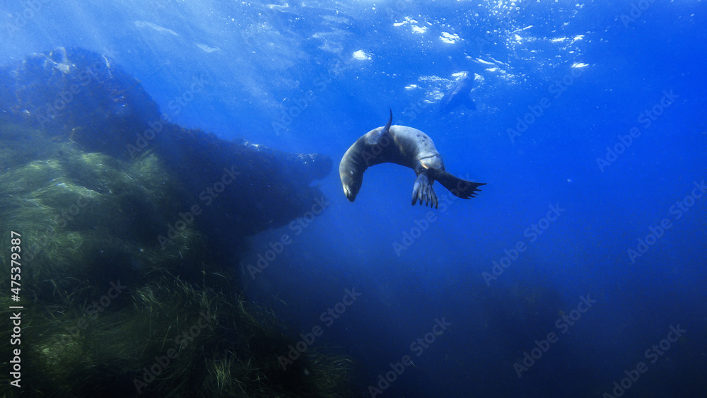 Obraz premium sealion swimming