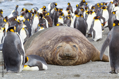 Southern Ocean  South Georgia. A large elephant seal bull lies in the midst of many penguins.