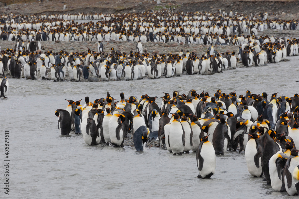 Obraz premium Southern Ocean, South Georgia, St. Andrew's Bay. A meltwater river flows through the colony and the penguins line its edges.