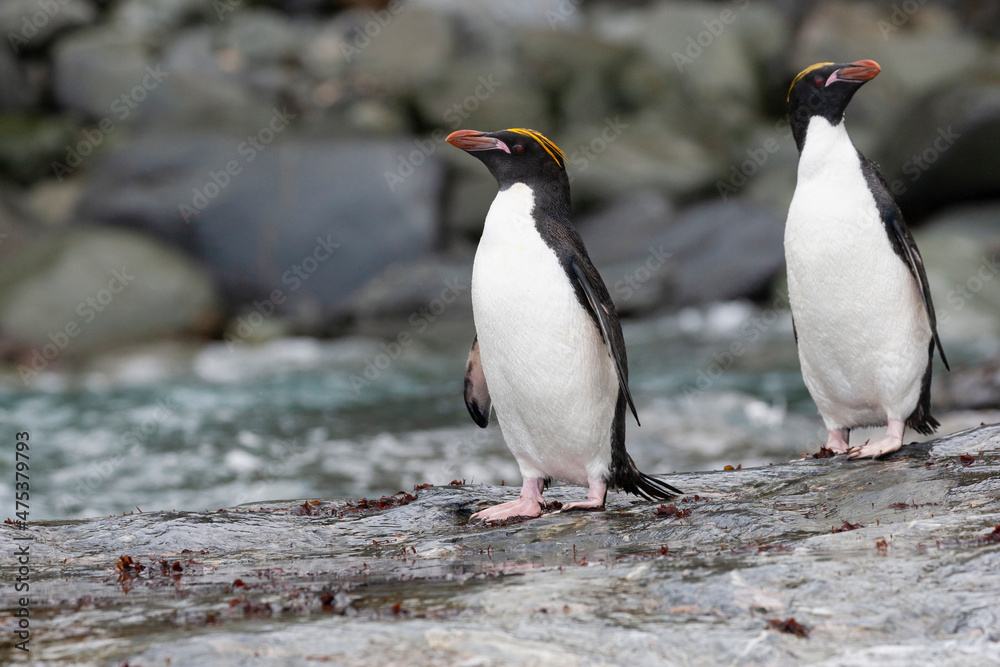Naklejka premium Southern Ocean, South Georgia, Cooper Bay, macaroni penguin. Several macaroni penguins stand on the rocks at the edge of the sea.