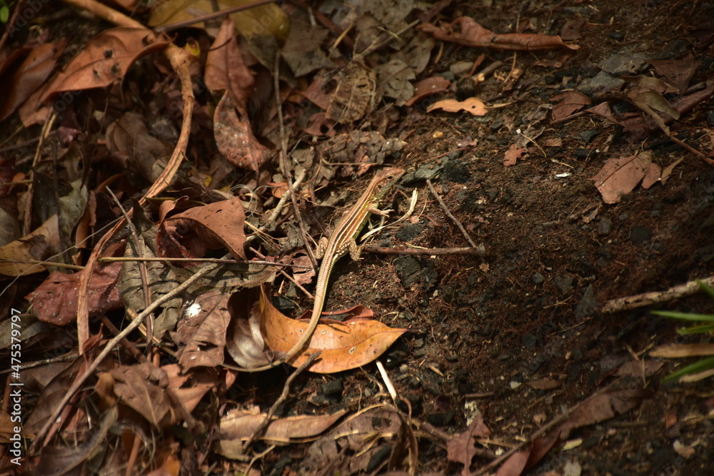 lizard lizard