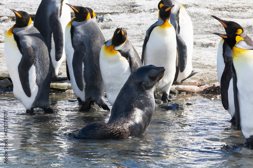 Southern Ocean  South Georgia  king penguin  Aptenodytes  Antarctic fur seal. A fur seal is in the midst of a group of king penguins.