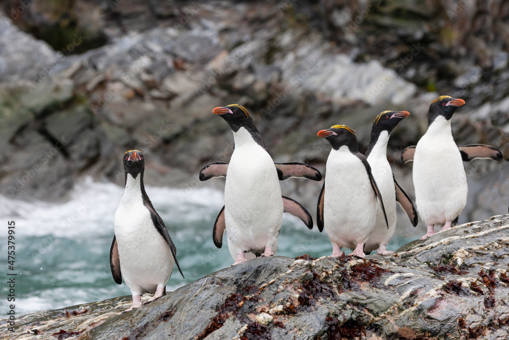 Fototapeta premium Southern Ocean, South Georgia, Cooper Bay, macaroni penguin. A group of macaroni penguins moves along the rocks toward the sea.