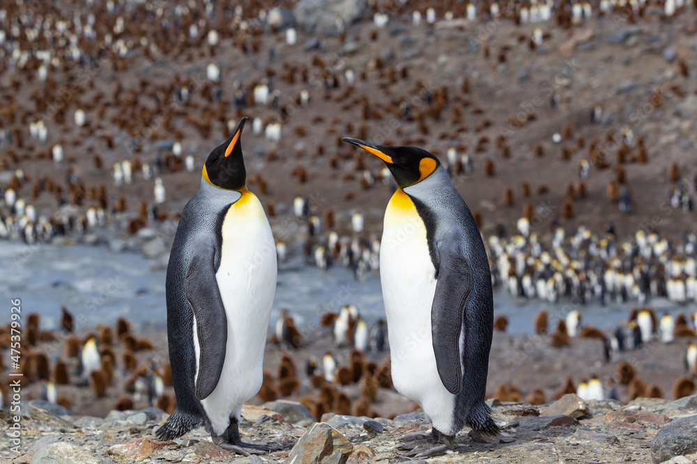 Fototapeta premium Southern Ocean, South Georgia. Two adult penguins stand overlooking the colony with fewer penguins than normal.