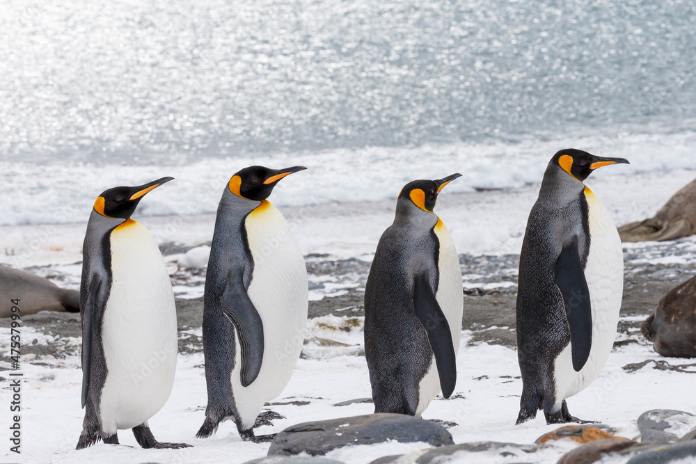 Fototapeta premium Southern Ocean, South Georgia, Salisbury Plain. Four adult king penguins line up in a row on the snowy beach.
