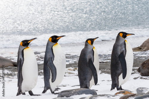 Southern Ocean  South Georgia  Salisbury Plain. Four adult king penguins line up in a row on the snowy beach.