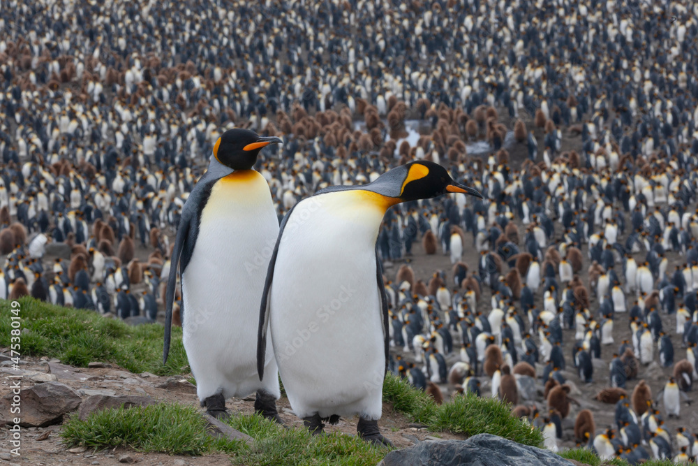 Obraz premium Southern Ocean, South Georgia, St. Andrew's Bay. Two adults stand together overlooking the crowded colony.