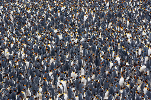 Fotografiet Southern Ocean, South Georgia, Salisbury Plain, king penguin, Aptenodytes Papagonicus
