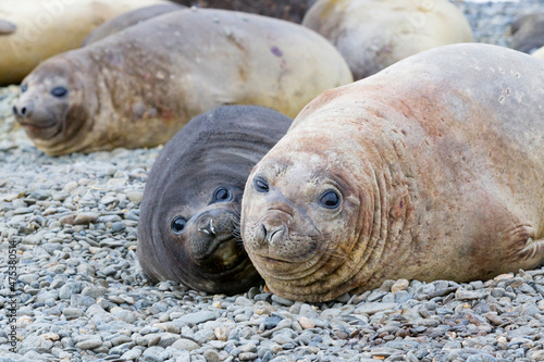 Southern Ocean, South Georgia. A female elephant seal and her pup lie together on the beach. © Danita Delimont
