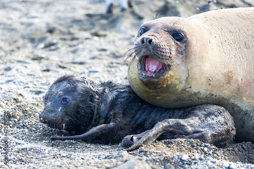 Southern Ocean, South Georgia. A portrait if a newborn elephant seal pup with its mother.