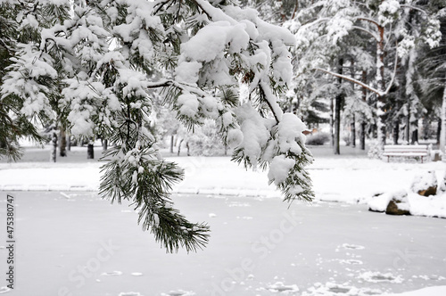 Pine branch covered with snow in Winter park