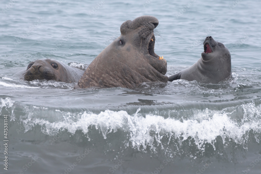 Fototapeta premium Southern Ocean, South Georgia. The adult elephant seal responds to the young one.