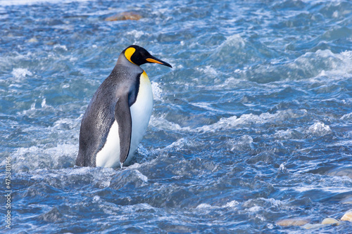 Southern Ocean  South Georgia. A king penguin walks through a swiftly running river.