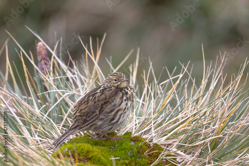Southern Ocean, South Georgia, Prion Island, South Georgia pipit, Anthus antarcticus. Portrait of a South Georgia pipit.