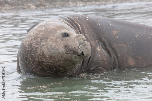 Southern Ocean, South Georgia. Portrait of an elephant seal bull in the water.