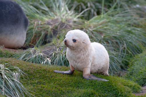 Southern Ocean, South Georgia, Antarctic fur seal. Portrait of a fur seal pup with a white coat.