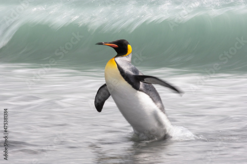 Southern Ocean  South Georgia. A clean king penguin emerges from the ocean wave.