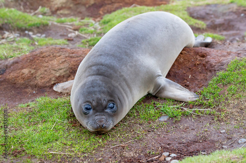 Southern Ocean, South Georgia. Portrait of a weaner or young elephant seal. photo