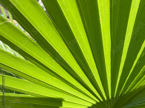 Close-up and background of green leaf of a fan palm with folds in the summer in Italy