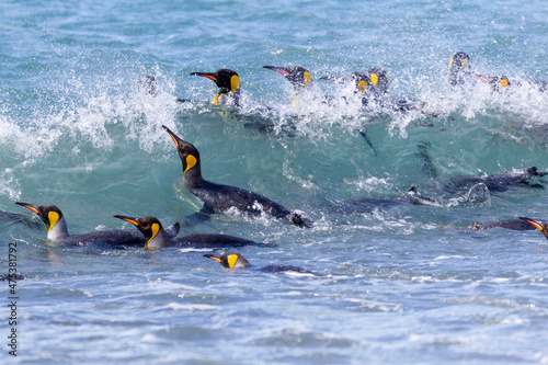 Southern Ocean, South Georgia. A group of penguins bathe in the surf.