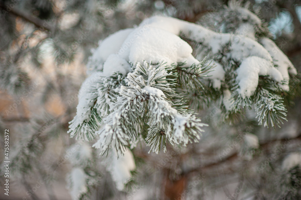 A snow-covered branch of a pine tree. Winter background