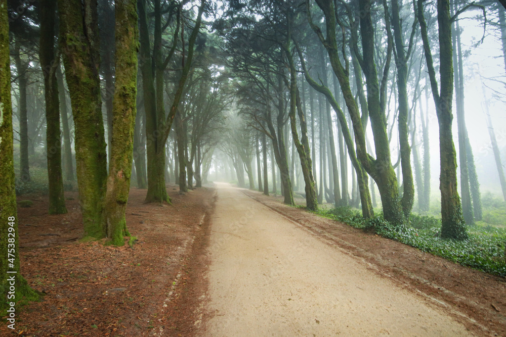 Fototapeta premium Path in a forest covered with mist and surrounded by trees. Beautiful mystical dark Foggy wood