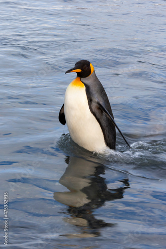 Southern Ocean  South Georgia. A king penguin wades through the water in the river.