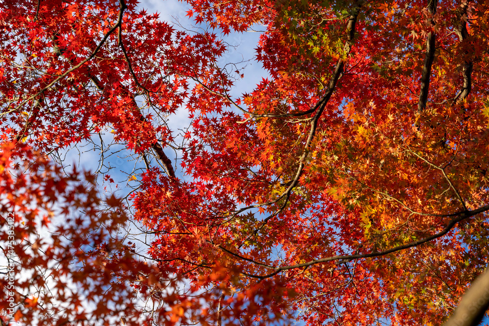 Beautifully colored leaves and blue sky