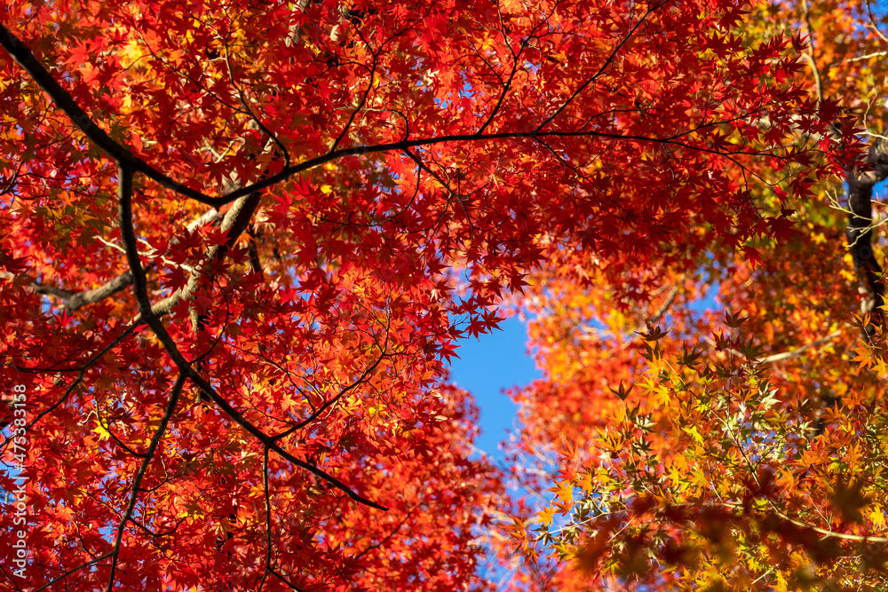 Blue sky seen through the beautiful autumn leaves