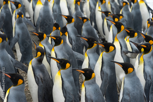 King penguins on the beach, St. Andrews Bay, South Georgia, Antarctica