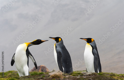 King penguins  St. Andrews Bay  South Georgia  Antarctica