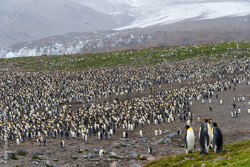 King penguin colony  St. Andrews Bay  South Georgia  Antarctica