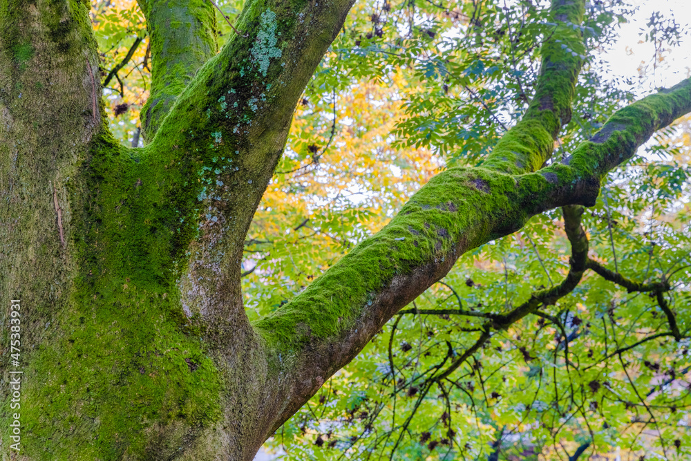 Fototapeta premium tree in the park
