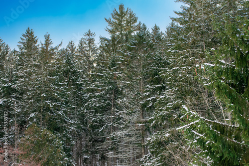Snow covered pine trees and evergreens on a clear sky winter day.