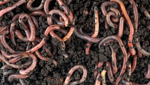 Gardening concept - earthworms in black soil as background, top view. Garden compost and worms.