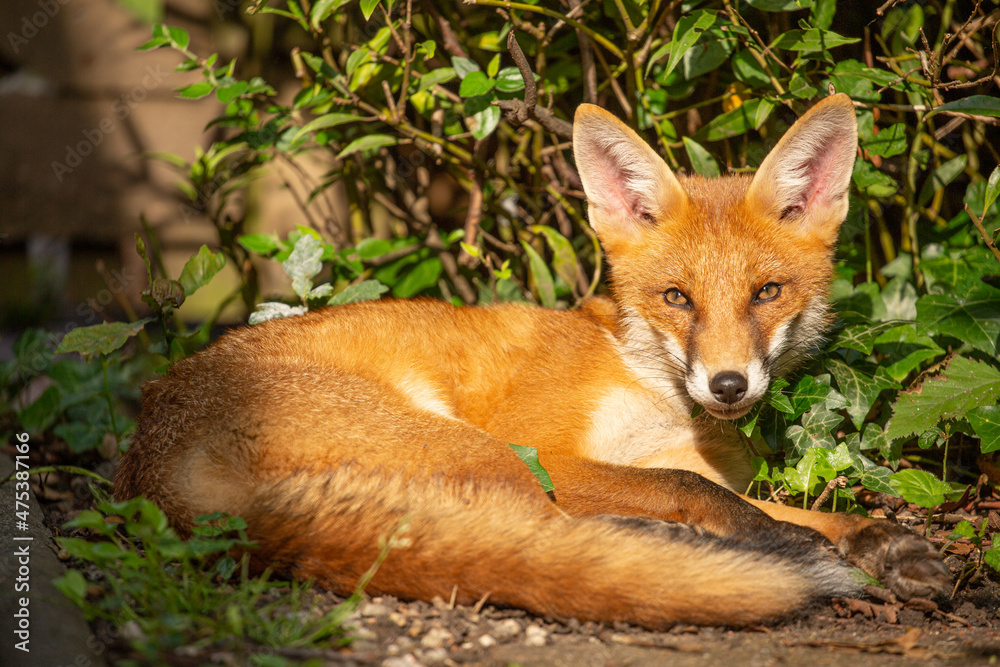 fox in garden lying down and looking at camera fox in garden lying down and looking at camera