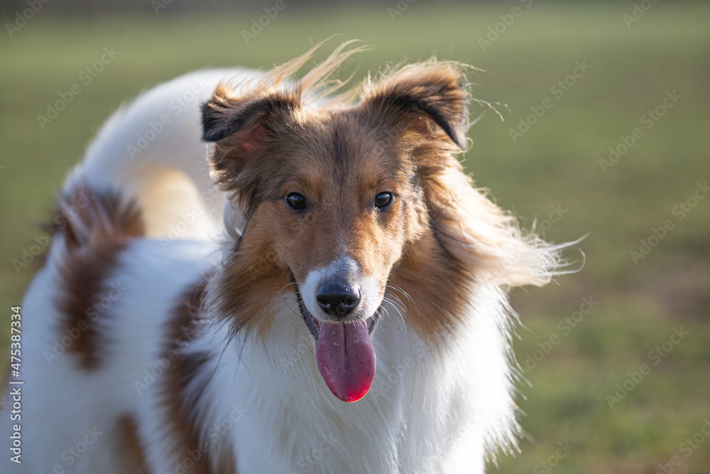 Happy brown and white sheltie dog in the wind looking at the camera