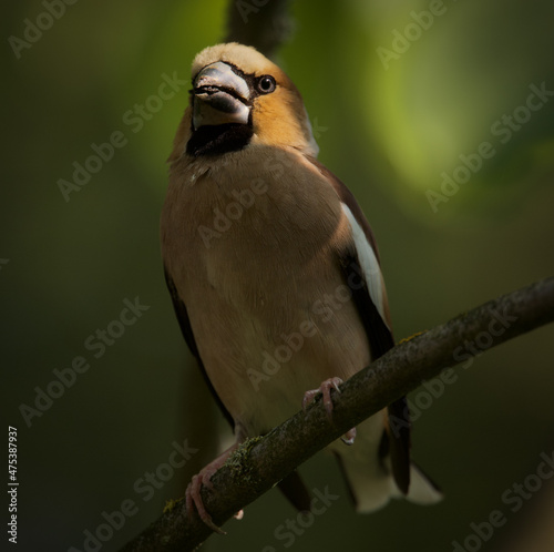 Fototapeta Closeup of a Hawfinch (Coccothraustes coccothraustes) perched on a branch