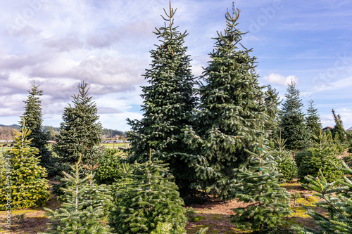 Christmas trees - Noble and Nordman firs waiting for their new owner on a tree field, Hillsboro, Oregon