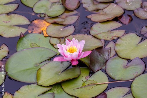 Water lilies in Shore Acres State park, Oregon photo