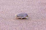 Up close photo of a mole (sand) crab (Emerita talpoida).