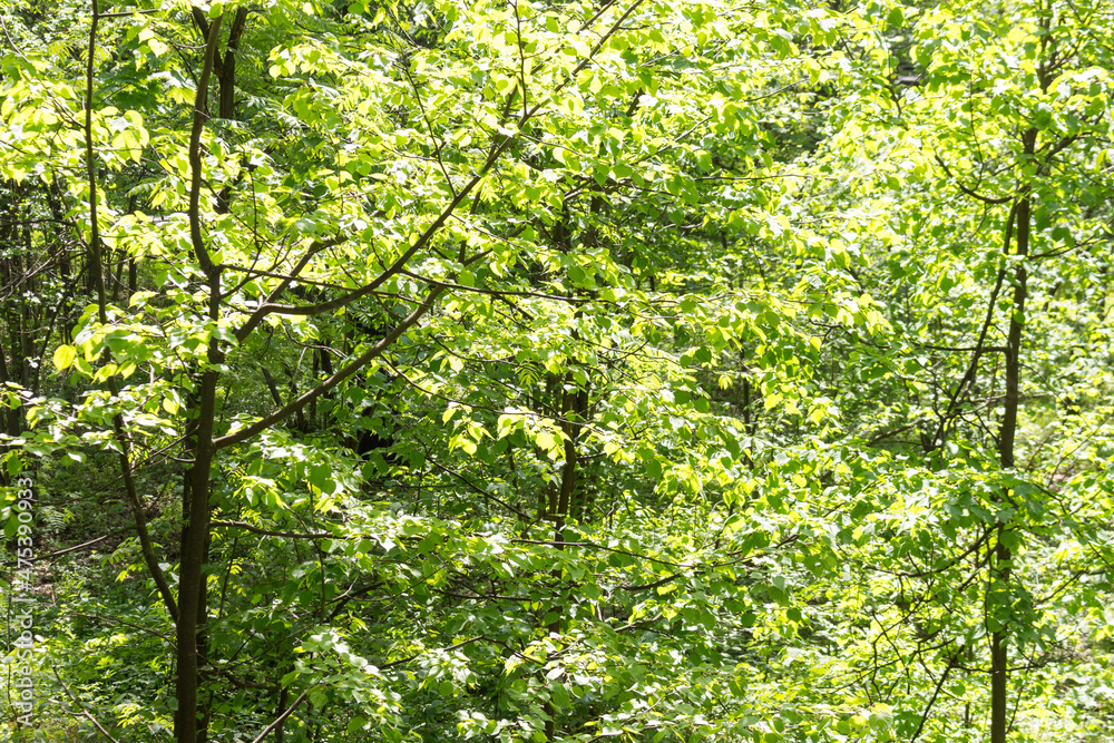 Green background of spring mixed forest. Sunny day, close-up. Green background of spring mixed forest. Sunny day, close-up.