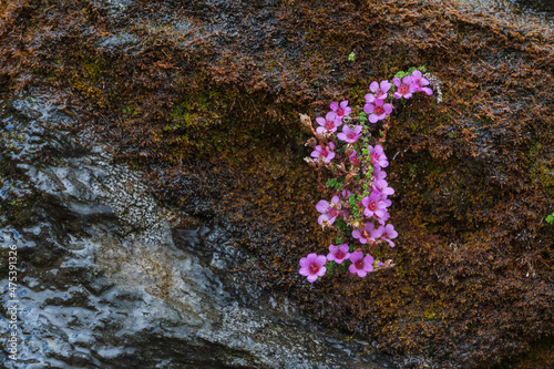 Φωτογραφία The Purple saxifrage (Saxifraga oppositifolia)