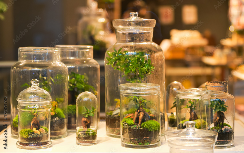 Plants store. A shop window full with a lot of bonsai plants in different sizes. Plants store. A shop window full with a lot of bonsai plants in different sizes.