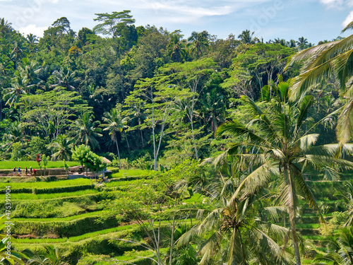 Indonesia, Bali, Ubud. Tegallalang Rice Terraces near Ubud