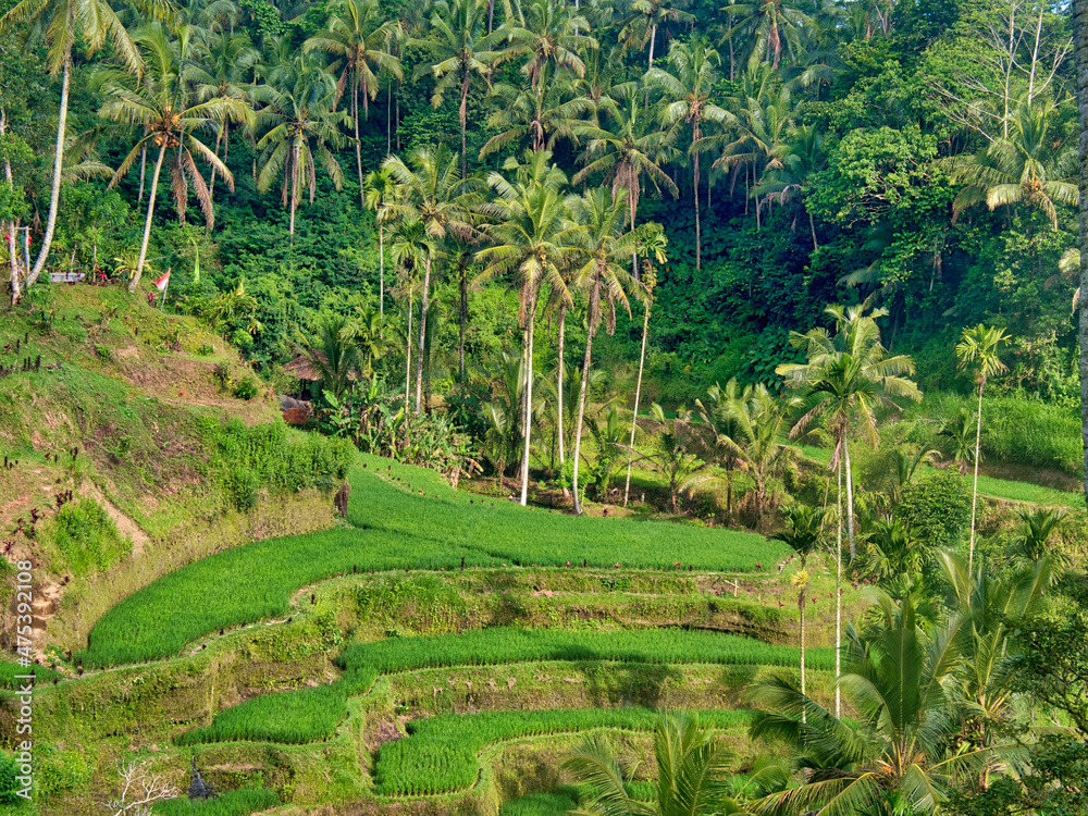 Obraz premium Indonesia, Bali, Ubud. Tegallalang Rice Terraces near Ubud