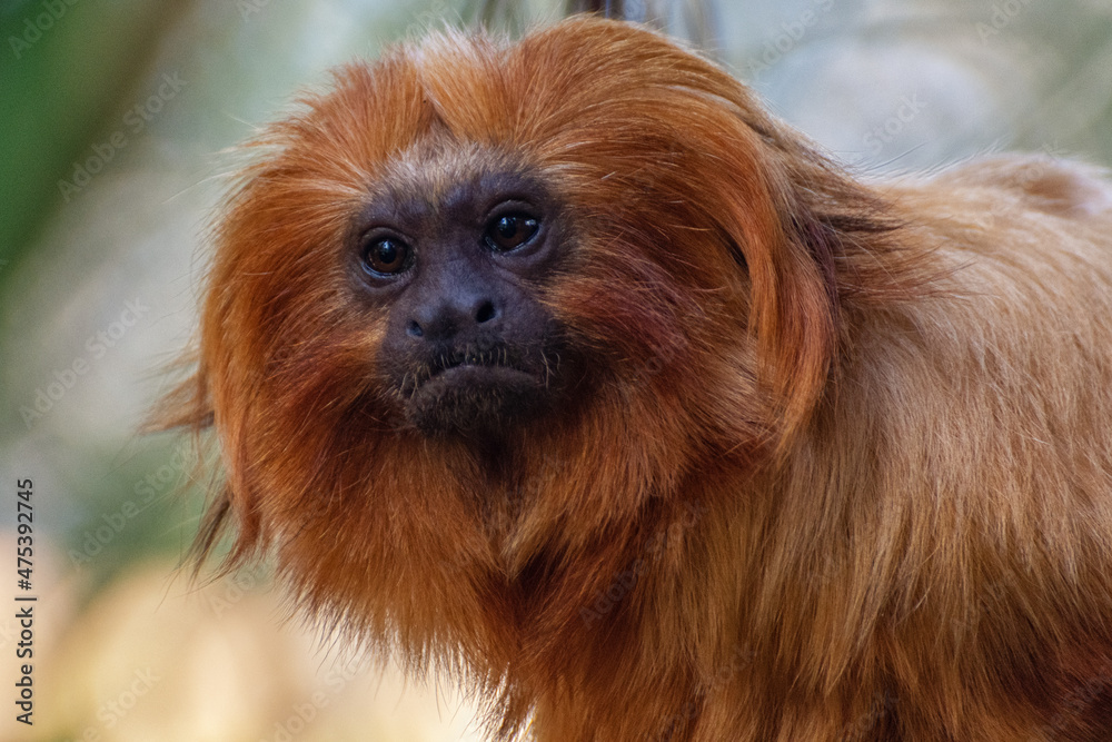The portrait of a lion tamarin The portrait of a lion tamarin