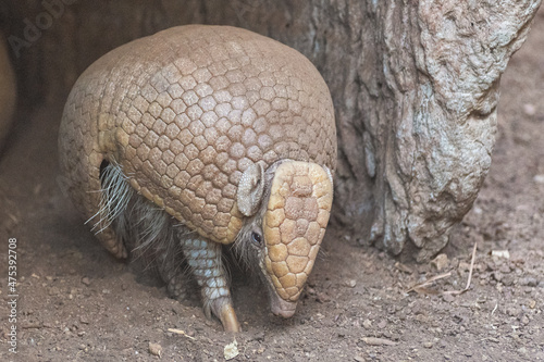 A southern spherical armadillo comes out of its cave photo