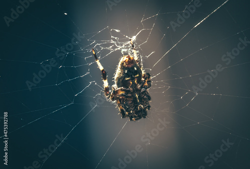 Billede på lærred Selective focus shot of a spider in its natural environment